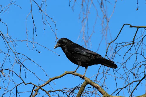 Les corbeaux se cachent pour mourir
